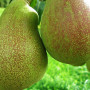 Hruška (Pyrus communis) VASARINĒ SVISTINĒ