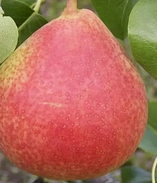 Pear (Pyrus communis) VILMA - Tutifruti, s.r.o. (SK)