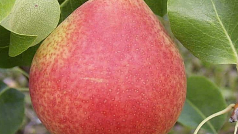 Limitované hrušky s excelentnou odolnosťou: Analýza odrôd 'Vilma', 'Pepi' a 'Suvenīrs'