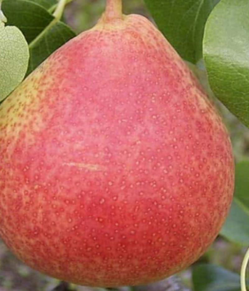 Hruška (Pyrus communis) VILMA - Tutifruti, s.r.o.