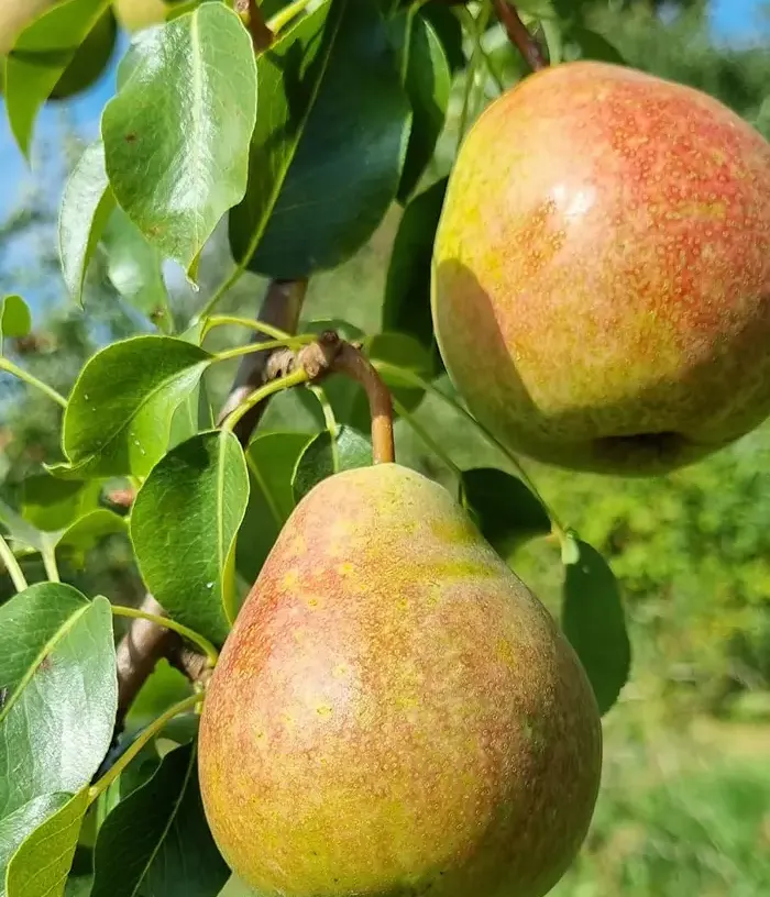 Hruška (Pyrus communis) ALKA - Tutifruti, s.r.o.