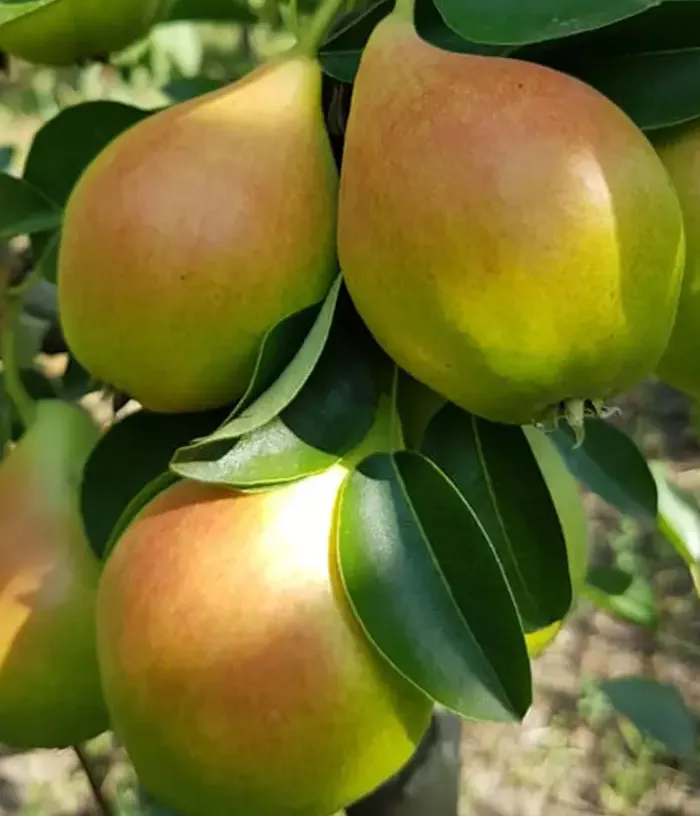 Pear (pyrus communis) ARGESSIS - Tutifruti, s.r.o.