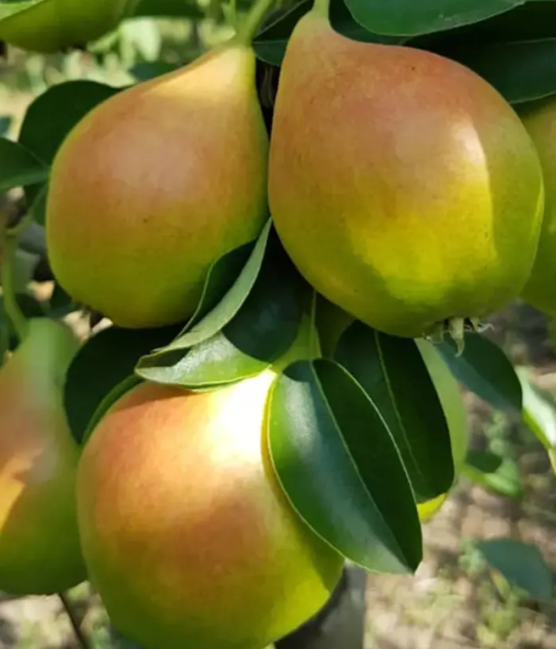 Hruška (Pyrus communis) ARGESSIS - Tutifruti, s.r.o.