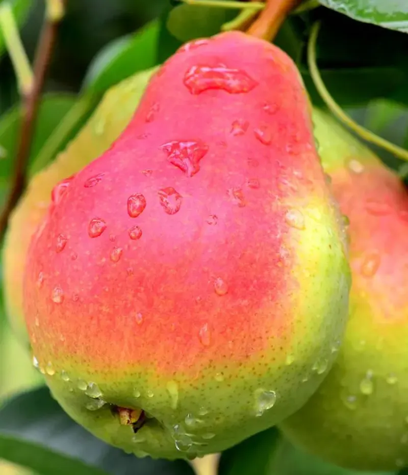 Hruška (Pyrus communis) CARPICA - Tutifruti, s.r.o.