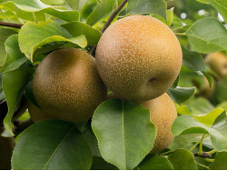 Apple Pear (Pyrus pyrifolia) CHOJURO