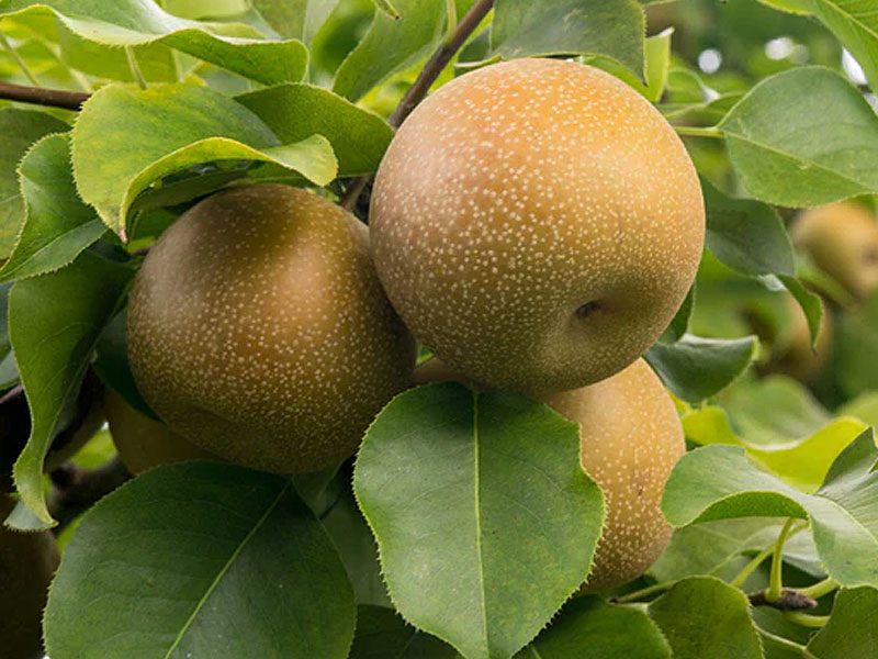 Nashi - Japonská hruška (Pyrus pyrifolia) CHOJURO