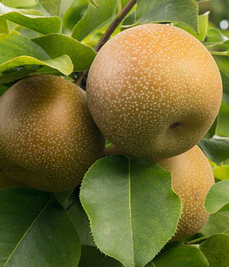 Nashi - Japonská hruška (Pyrus pyrifolia) CHOJURO - Tutifruti SK