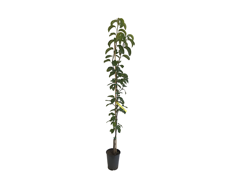 Nashi - Japonská hruška (Pyrus pyrifolia) CHOJURO
