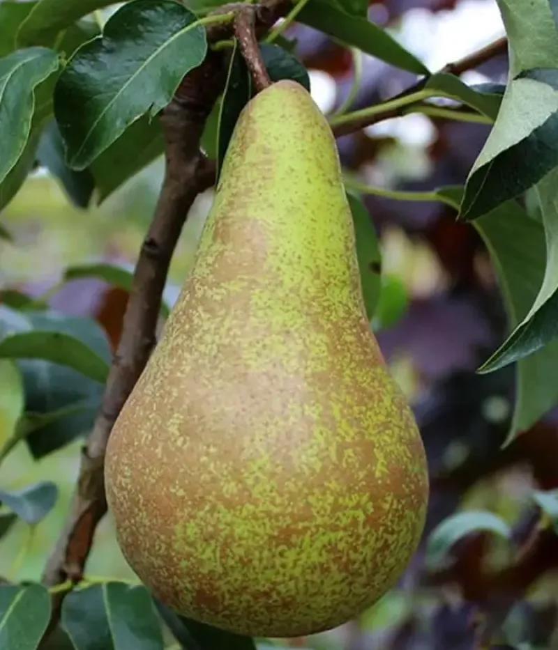 Hruška (Pyrus communis) CONCORDE - Tutifruti, s.r.o.