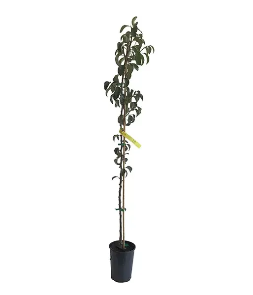 Apple Pear (Pyrus pyrifolia) HAYATAMA