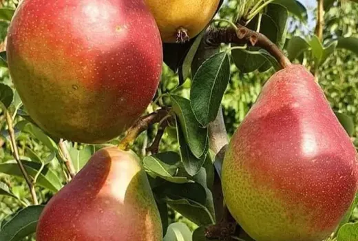 Rumunské trio letných a jesenných hrušiek: Predstavujeme odrody 'Daciana', 'Argessis' a 'Carpica'