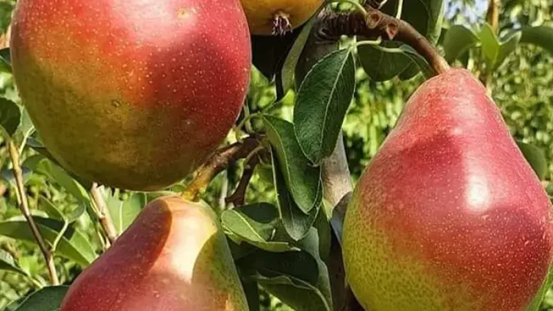 Rumunské trio letných a jesenných hrušiek: Predstavujeme odrody 'Daciana', 'Argessis' a 'Carpica'