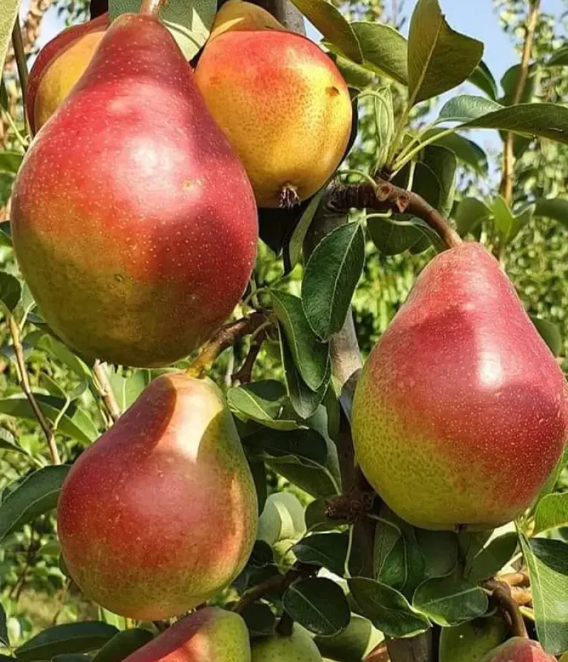 Hruška (Pyrus communis) DACIANA - Tutifruti, s.r.o.