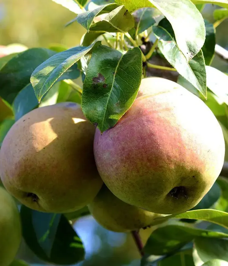 Hruška (Pyrus communis) EURAS - Tutifruti, s.r.o.