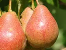 BIO Columnar pear AROMA SPUR GELB-ROT - Tutifruti SK