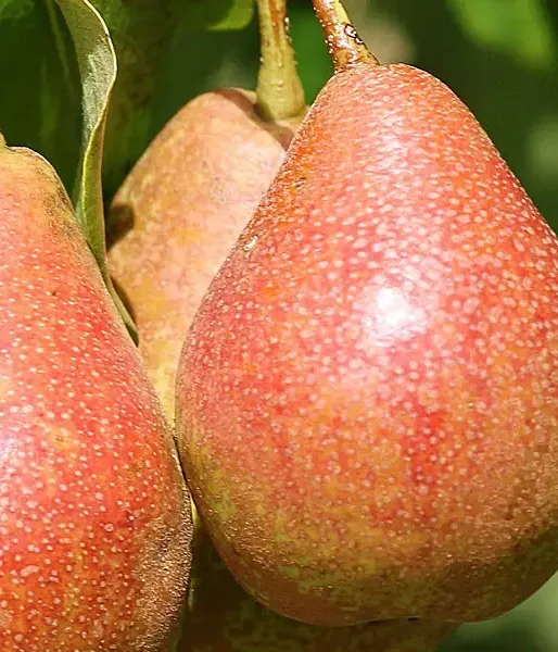 BIO Hruška stĺpová AROMA SPUR GELB-ROT