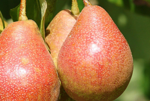 Svet hrušiek (2. diel): Neznáme tváre a skrytý potenciál rodu Pyrus | Blog