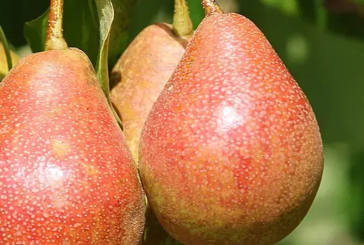Svet hrušiek (2. diel): Neznáme tváre a skrytý potenciál rodu Pyrus | Blog