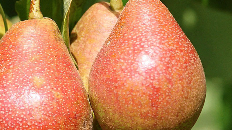 Svet hrušiek (2. diel): Neznáme tváre a skrytý potenciál rodu Pyrus | Blog