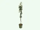 BIO Columnar pear AROMA SPUR GELB-ROT - Tutifruti SK