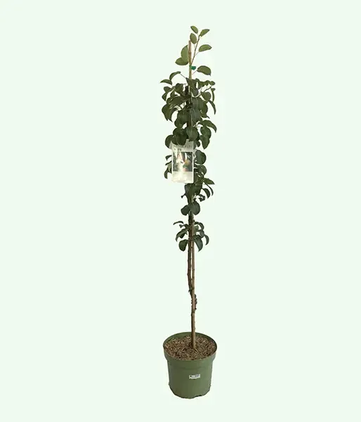 BIO Columnar pear AROMA SPUR GELB-ROT - Tutifruti SK
