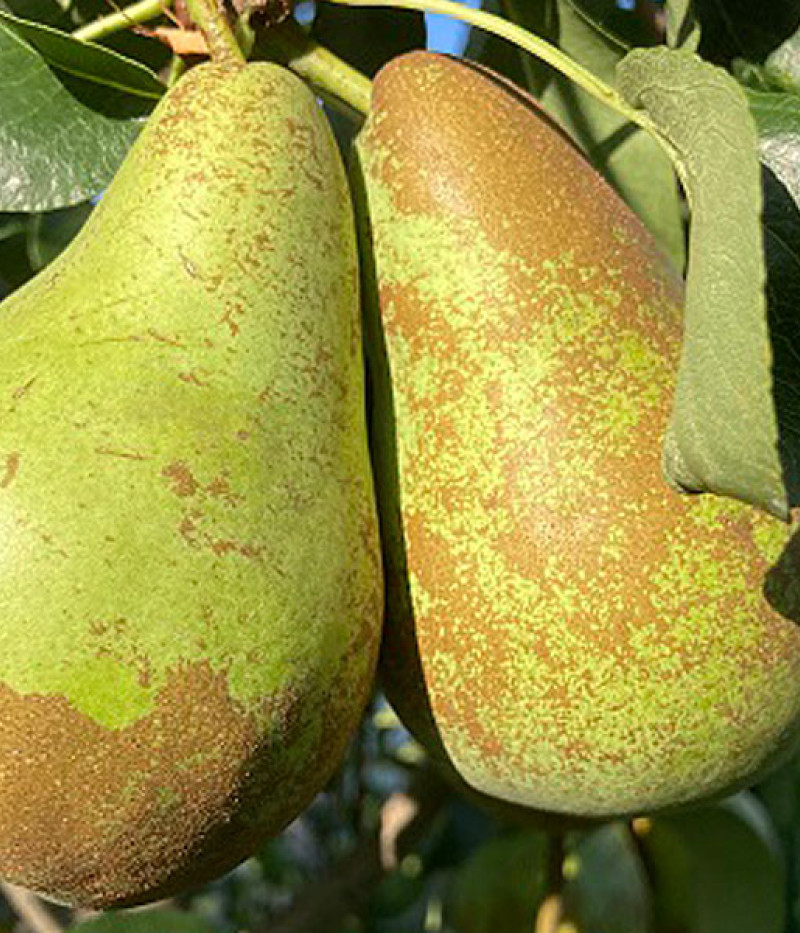 BIO Hruška AROMA SPUR GRUN-BRAUN - Tutifruti SK