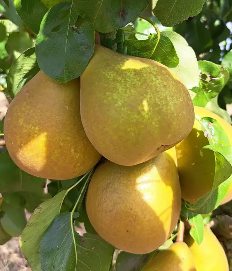 Hruška (Pyrus communis) HARDY VAJKÖRTE (Hardyho maslovka) - Tutifruti, s.r.o.