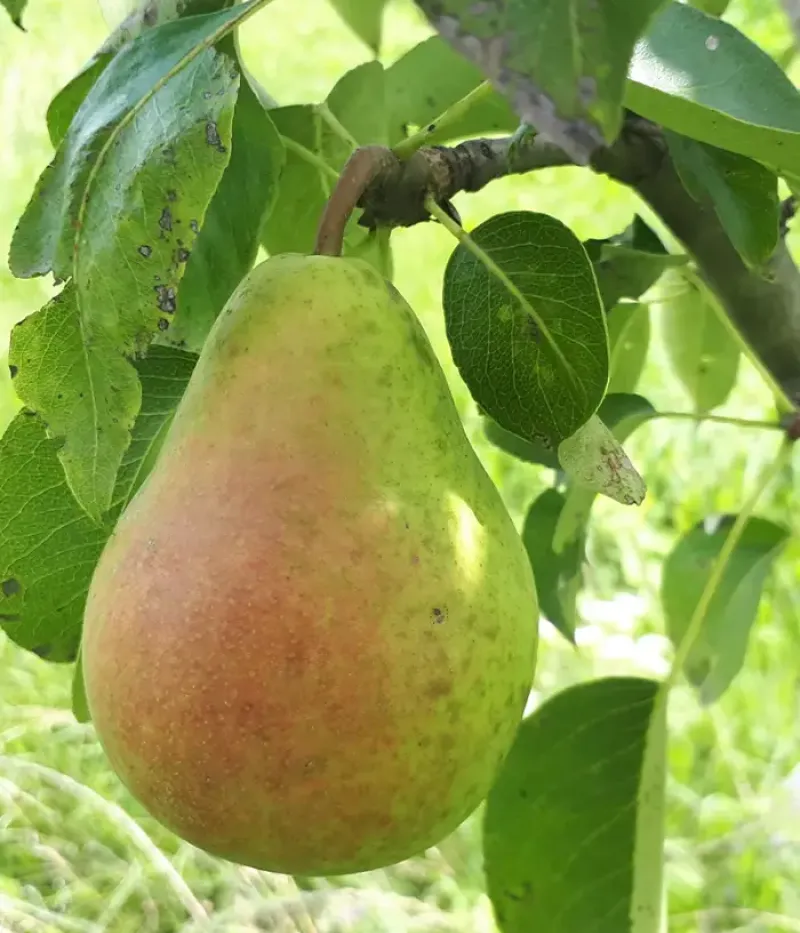 Hruška (Pyrus communis) HARROW DELIGHT - Tutifruti, s.r.o.