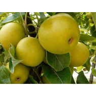 Apple Pear (Pyrus pyrifolia) HAYATAMA