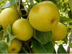 Apple Pear (Pyrus pyrifolia) HAYATAMA