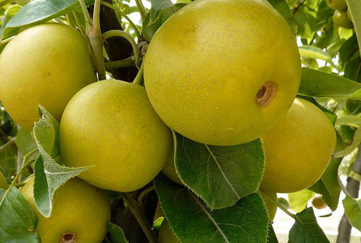 Nashi (Ázijské hrušky): Hosui, Nijisseiki a ďalšie špičkové odrody | Blog