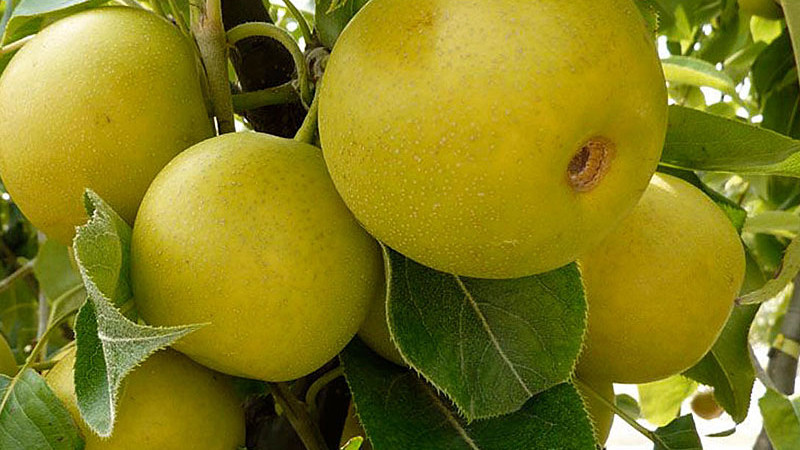 Nashi (Ázijské hrušky): Hosui, Nijisseiki a ďalšie špičkové odrody | Blog