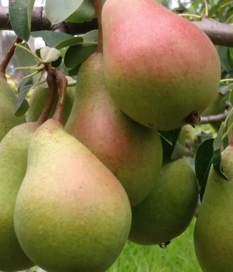Hruška (Pyrus communis) HAYDEEA - Tutifruti, s.r.o.