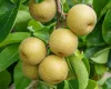 Nashi- Ázijské hrušky