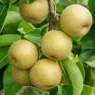 Nashi- Ázijské hrušky