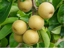 Apple Pear (Pyrus pyrifolia) HOSUI