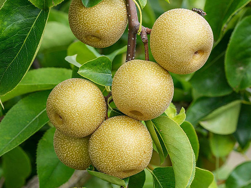 Nashi - Japonská hruška (Pyrus pyrifolia) HOSUI