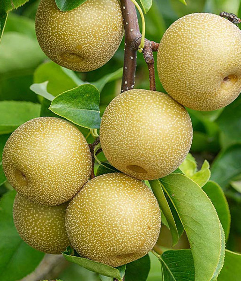 Nashi - Japonská hruška (Pyrus pyrifolia) HOSUI - Tutifruti SK