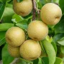 Nashi - Japonská hruška (Pyrus pyrifolia) HOSUI