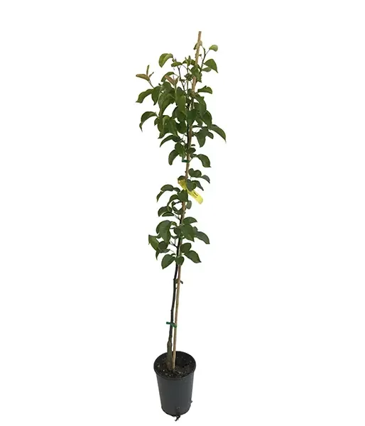 Apple Pear (Pyrus pyrifolia) HOSUI