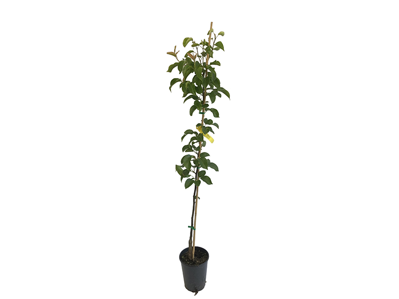 Nashi - Japonská hruška (Pyrus pyrifolia) HOSUI