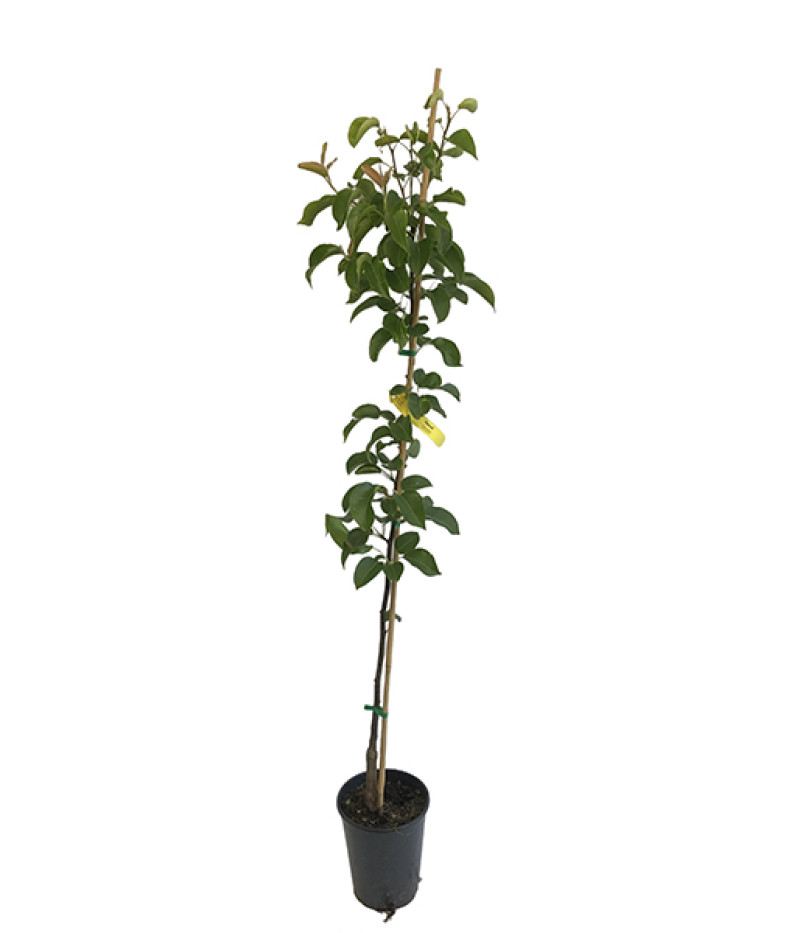 Nashi - Japonská hruška (Pyrus pyrifolia) HOSUI - Tutifruti SK