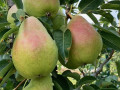 Pears trees