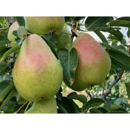 Pear (Pyrus communis) "JOJKO"