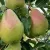 Pear tree on order