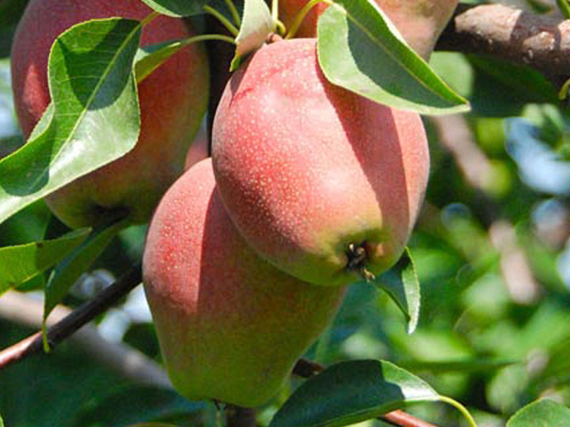 Hruška (Pyrus communis) KIRGIZSKAJA ZIMNAJA