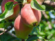 Pear (Pyrus communis) KIRGIZSKAJA ZIMNAJA