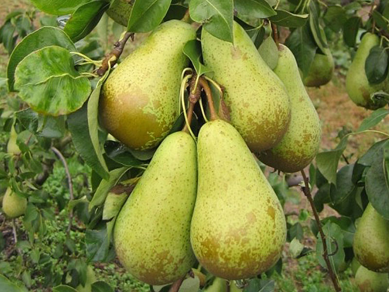 Hruška (pyrus communis) KONFERENCIA