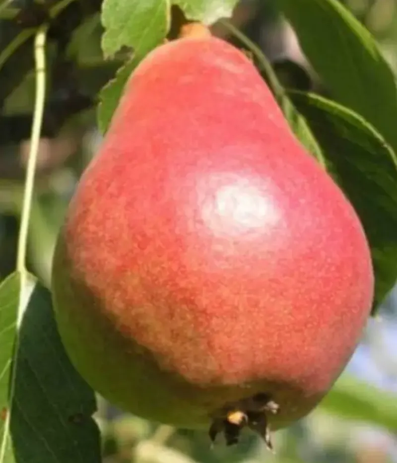Hruška (Pyrus communis) LUKNA - Tutifruti, s.r.o.
