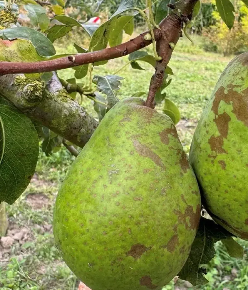 Hruška (Pyrus communis) DIELOVA MASLOVKA (Beurré Diel) - Tutifruti, s.r.o.